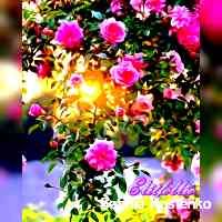 sophiekostenko's profile picture. • 29 стран ✈️ со мной поездишь по свету
• травоядная 🌱 vegan 
• сюда частенько заглядывает Бруно 🐶 bruno.snowball 
📍Гданьск 
Cooperation - DM 🌻