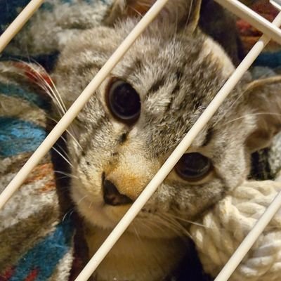 マメさんのプロフィール画像