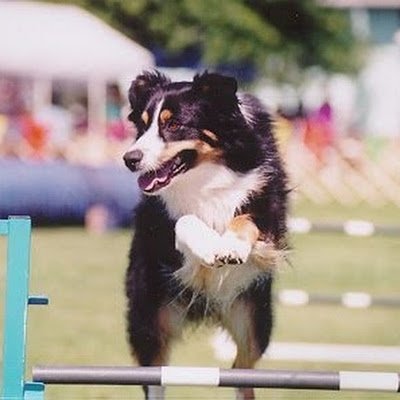 Pawsforfun58's profile picture. USAF, Retired. Grateful for every day.