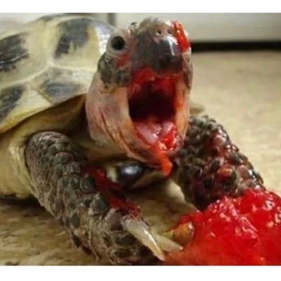 stigaoshte's profile picture. 