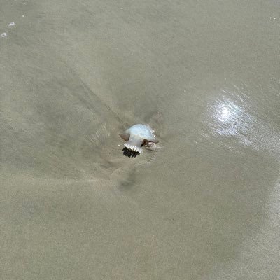 chinewsman's profile picture. Terrible trader 🚀🚀🚀🚀 Former Democrat 🇺🇸