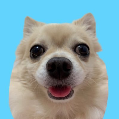 チワワのネルくん🐶📛2017/12/08生まれの6歳🎂クリームのロングコート🐕寂しがり屋の甘えん坊です💙無言フォローも大歓迎です✨️仲良くしてください🐾