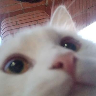 sergialej0 Profile Picture