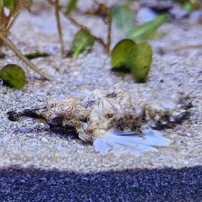 7月7日オープン「幼魚水族館」の飼育員になりました元海水魚ショップ定員です。まだまだ駆け出しの水族館ですがよろしくお願いします🙇‍♀️