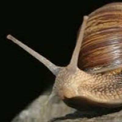 Wentelli caracol, from the famous twitter accout wentellicaracol.
This is a gimmick accout about acting like the real Wentelli caracol.