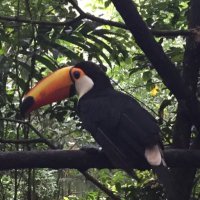 オオハシ (@kyoshicho) Twitter profile photo