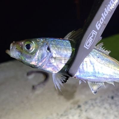 釣りを楽しみたい✨
季節ごとに釣れる魚を求めて瀨戸内海やたまに山陰で釣りしてます🐟️
アジングとエギングがメインですがなかなか上手くなれず苦戦中😢
色んな釣りを楽しみたいので色々教えて頂けると嬉しいです😊
無言フォローすみません💦
よろしくお願いします🎵