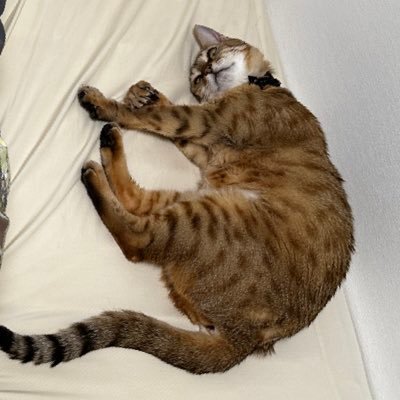 にしかわさんのプロフィール画像