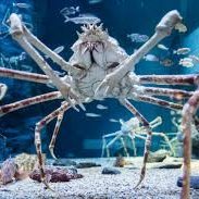 Just a fan of crabs, especially Japanese spider crabs, the horrifyingly gentle giant sea bugs

I am 18, going on 19, please gods put me doooowwwn