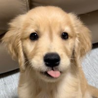 ぐぅちゃん🐶 (@al_glan) 's Twitter Profile Photo ぐぅちゃん🐶 (@al_glan) 's Twitter Profile Photo
