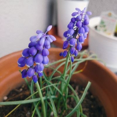 chi_kichik26613's profile picture. @9dtBFkbTL1QG9mM