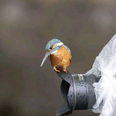 SirAbdullah1455's profile picture. ZXHV7RLV ZPP9WNPB