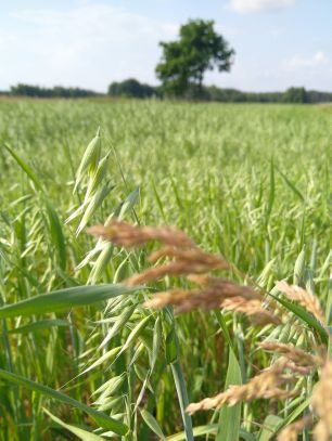 Polityka_agro's profile picture. Prywatne opinie na temat polityki rolnej