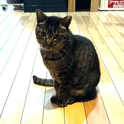 shirakawadaruna's profile picture. 日々勉強