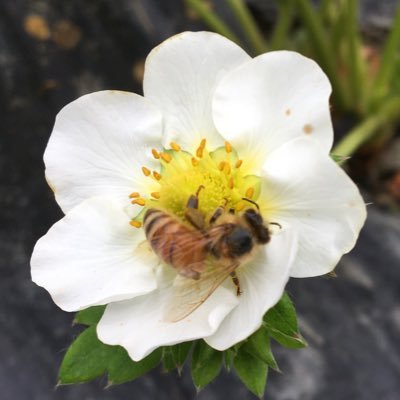 akihiro252525's profile picture. 