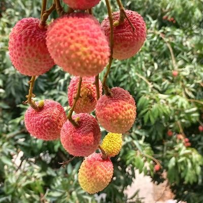hari_pahari's profile picture. Namaste!