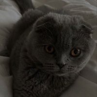 โฝ๐๐๐๐๐ (@sh1_r7) 's Twitter Profile