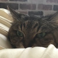 Yuni (@dmp_usabot) 's Twitter Profile