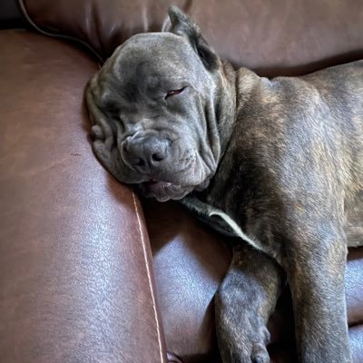 robojoe420's profile picture. 