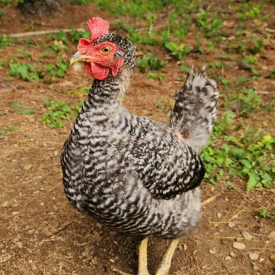 Russell87364841's profile picture. 