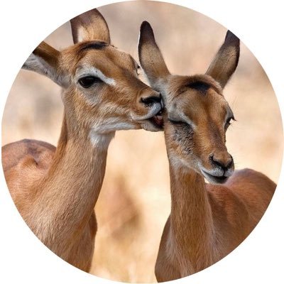 _iialk4's profile picture. 