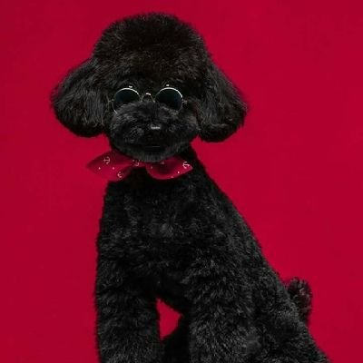 fuzzywuzzy98's profile picture. fangirl.