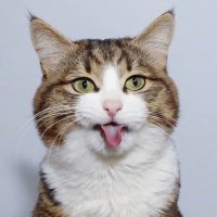 水猫 (@cochcat) 's Twitter Profile Photo 水猫 (@cochcat) 's Twitter Profile Photo