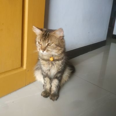 jalalil666's profile picture. 