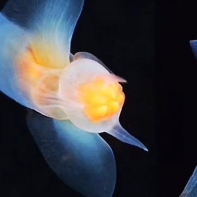 alifer_uwu's profile picture. (￣^￣)ゞ