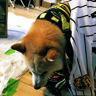 札幌の法務従事者（8年目）阪神ファン（25年目）、老犬介護要員のおじん。所属は某法務事務所、某書士会、秘密結社老犬倶楽部。妻、阪神ファンの北海道犬と３人暮らし。現地戦績は以下の通り、愛車はMAZDA2。恵庭出身、高校小樽、大学は札幌の某私大、100%私見だけをツイートしており、所属先等の見解とは異なる場合があります。