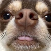 チョコ🍫FX (@choco_fx_217) 's Twitter Profile