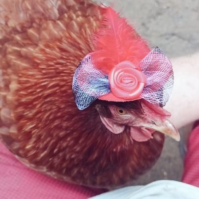 In memory of Divas and her sister Twisted Chicken Farmers will keep the name and picture. A whole new flock of queens is here and maybe some new products soon