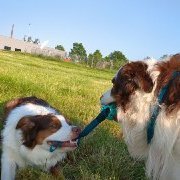 Wir sind die zwei Aussies Daemon und Dougal und halten unser Frauchen gewaltig auf Trab! 
https://t.co/TYMKCgFfZE
#Twitterrudel