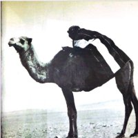 م.🇸🇦 (@m_zh99) 's Twitter Profile