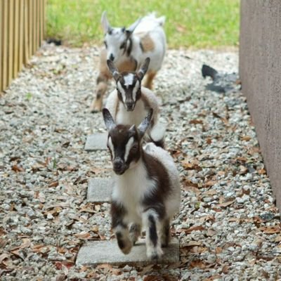 Verblendeter #effzeh Anhaenger im Exil. Macht gern Fotos von allerlei Getier zu Hause und beim #gassigehen