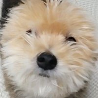 꿀주먹도사님의 부하1 (@honeypunchdosa) 's Twitter Profile