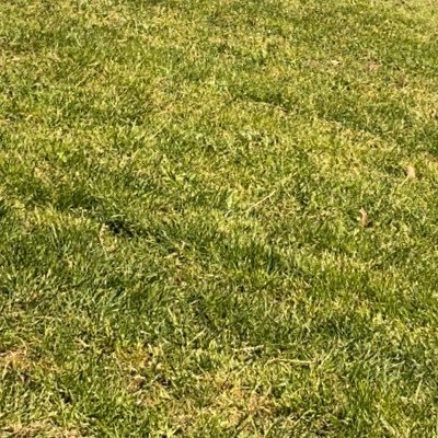 Cccccrenato's profile picture. 