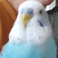 ahmet ozturk hoca (@aztrk1975) 's Twitter Profile