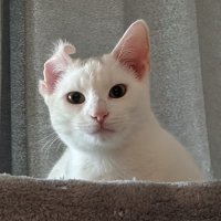 Power Pole | Cat Stickors (@_powerpole) 's Twitter Profile Photo