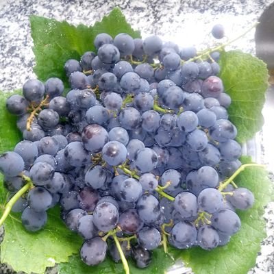 Robecama17's profile picture. 