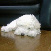 まひろ (@marmorimo) Twitter profile photo