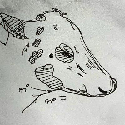 Okome_sa__n's profile picture. 北海道で働く牧場従業員3年目です。多分酪農家的な思想は持っていません。畜産界隈にはそっと居たいし頑張ってるみんな（＋🐄）のこと大好きだわよ💛