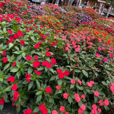 H8m29VQCeaARMAC's profile picture. 