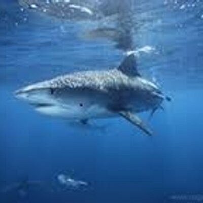 Trading with the sharks at sharkinvesting since 1999 . Writing about biotech since 2006.