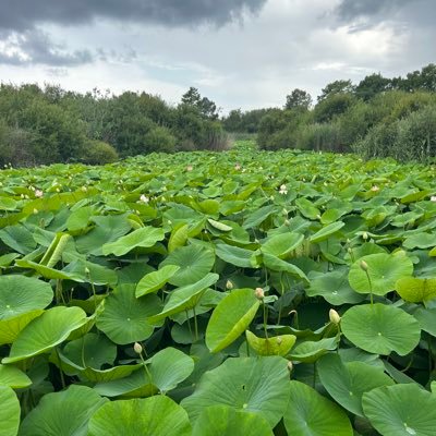 BIFFOTP's profile picture. Entrepreneur-Développement de projets agricoles en Ouganda- discovering Ouganda- Culture du monde et Française