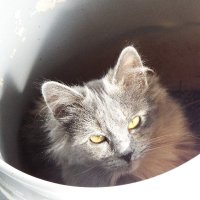 grannynothappy Gardino (@grannynothappy) 's Twitter Profile
