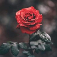 ثلاثيني _كاش (@fhl_mjnon) 's Twitter Profile