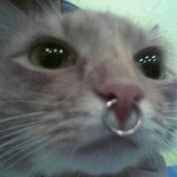 sad blackcat (@thekitthell) 's Twitter Profile