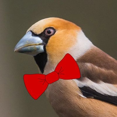 @BowtiedHawfinch