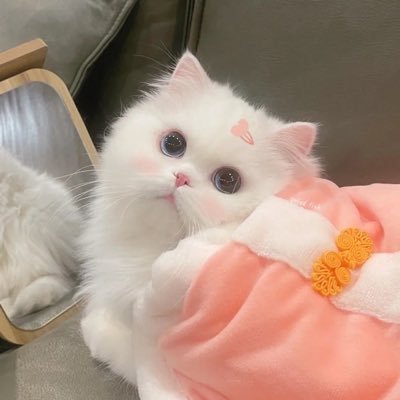 Wioeveriooo's profile picture. who cares